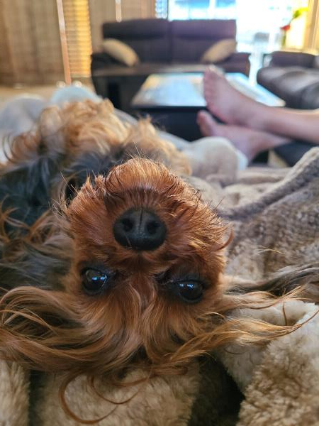 /Images/uploads/Friends of Seal Beach Animal Care Center/2022sbacc/entries/20796thumb.jpg